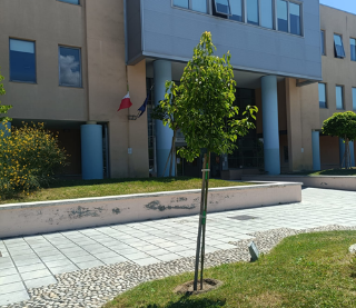 Un albero davanti alla scuola "Curzi" per ricordare il piccolo Matteo Brandimarti